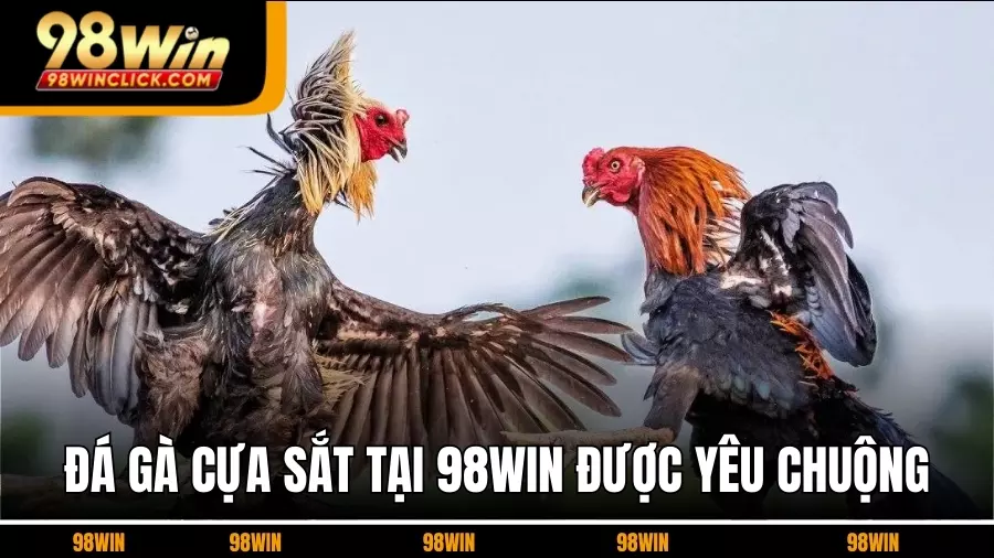 Vì Sao Đá gà cựa sắt Tại 98WIN Được Yêu Chuộng