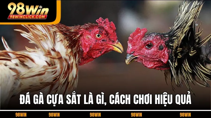 Đá gà cựa sắt Là Gì, Cách Chơi Hiệu Quả Và Kinh Nghiệm Cá Cược